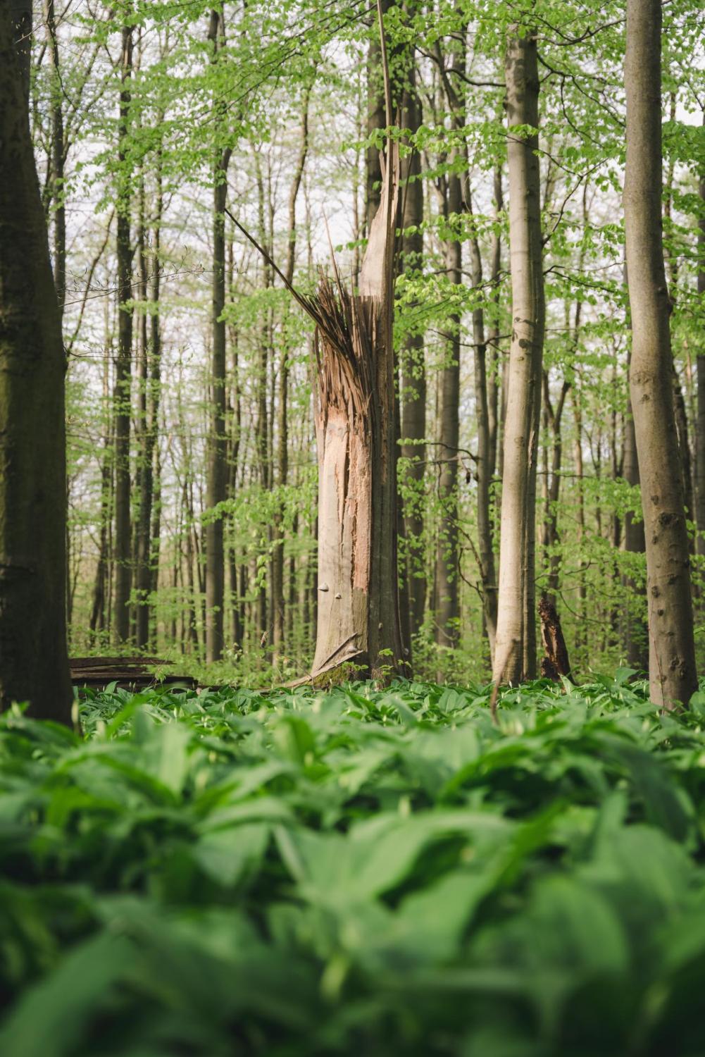 Foto: Johannes Hulsch